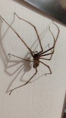 Tegenaria