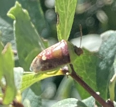 Banasa dimidiata