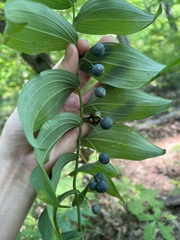 Polygonatum