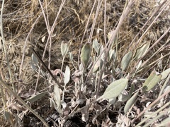 Eriogonum niveum