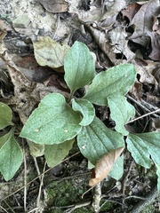 Antennaria plantaginifolia