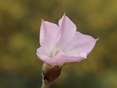 Convolvulus remotus