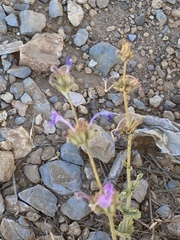 Nepeta cilicia