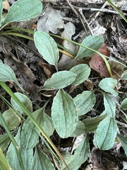 Antennaria plantaginifolia