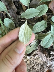 Antennaria plantaginifolia