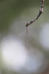 Lestidae