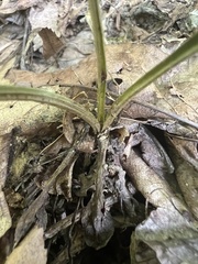 Antennaria plantaginifolia