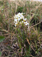 Cardamine digitata