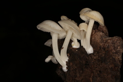 Lactocollybia