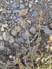 Nepeta cilicia