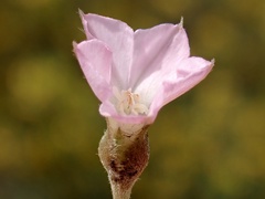 Convolvulus remotus