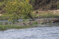 Branta canadensis