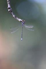 Lestidae