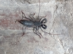 Mastigoproctus