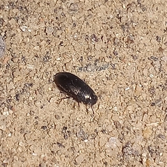 Tenebrionoidea