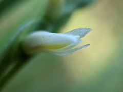 Spiranthes magnicamporum