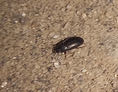 Tenebrionoidea