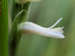 Spiranthes magnicamporum