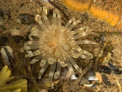 Aulactinia stella