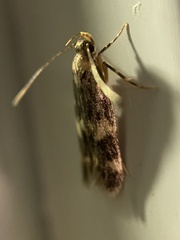 Oegoconia novimundi