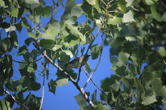 Vireo gilvus