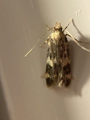 Oegoconia novimundi