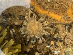 Aulactinia stella