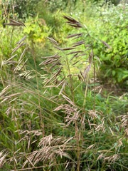 Bromus