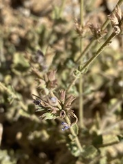 Nepeta cilicia