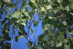 Vireo gilvus