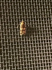 Oegoconia novimundi