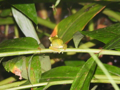 Boana rufitela