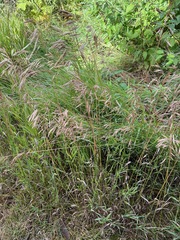 Bromus