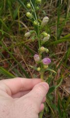 Penstemon neomexicanus