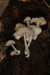 Lactocollybia