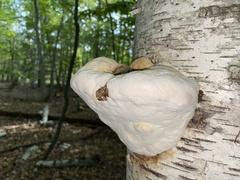 Fomitopsis betulina