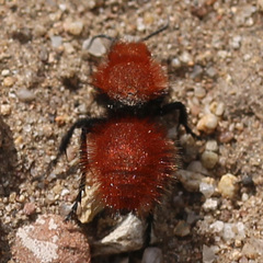 Dasymutilla californica