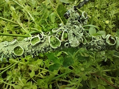 Parmotrema perforatum