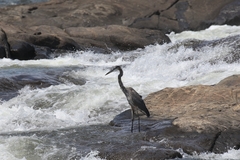 Ardea herodias