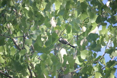 Poecile atricapillus