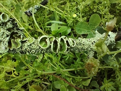 Parmotrema perforatum