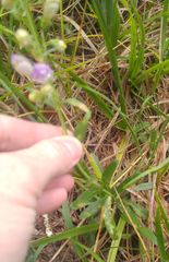Penstemon neomexicanus