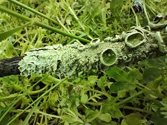 Parmotrema perforatum