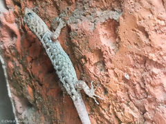 Gonatodes caudiscutatus