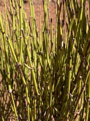 Ephedra
