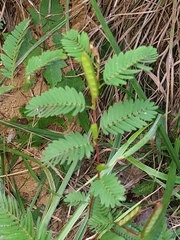 Chamaecrista nictitans