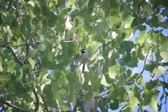 Poecile atricapillus