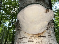 Fomitopsis betulina