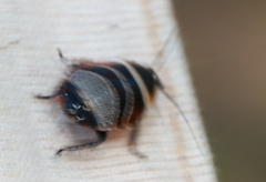 Ellipsidion australe