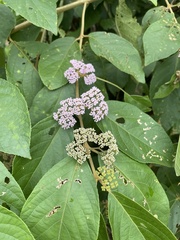 Callicarpa formosana formosana